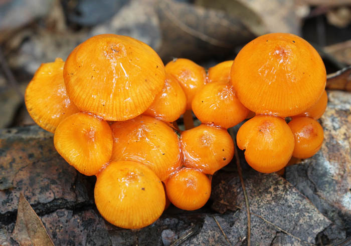 Fungi